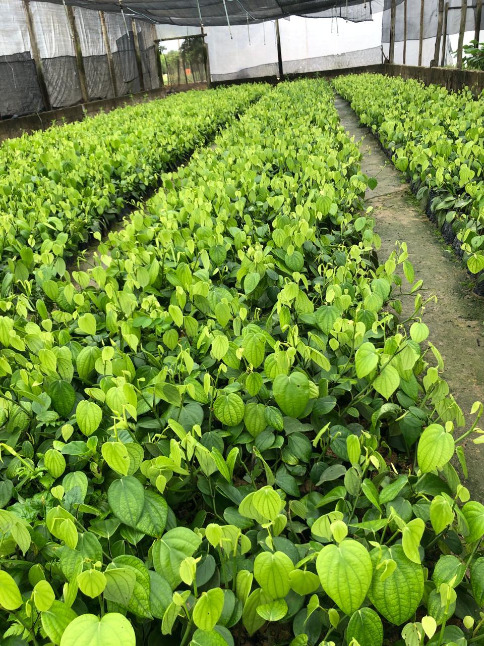 WhatsApp Image 2024-08-21 at 13.25.20.jpeg