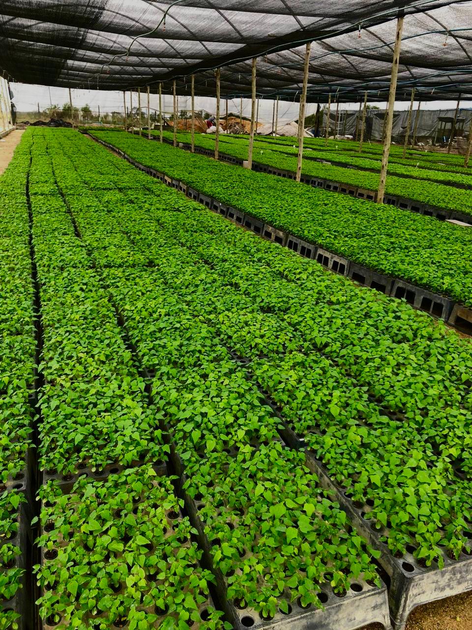 WhatsApp Image 2024-08-21 at 09.51.35.jpeg