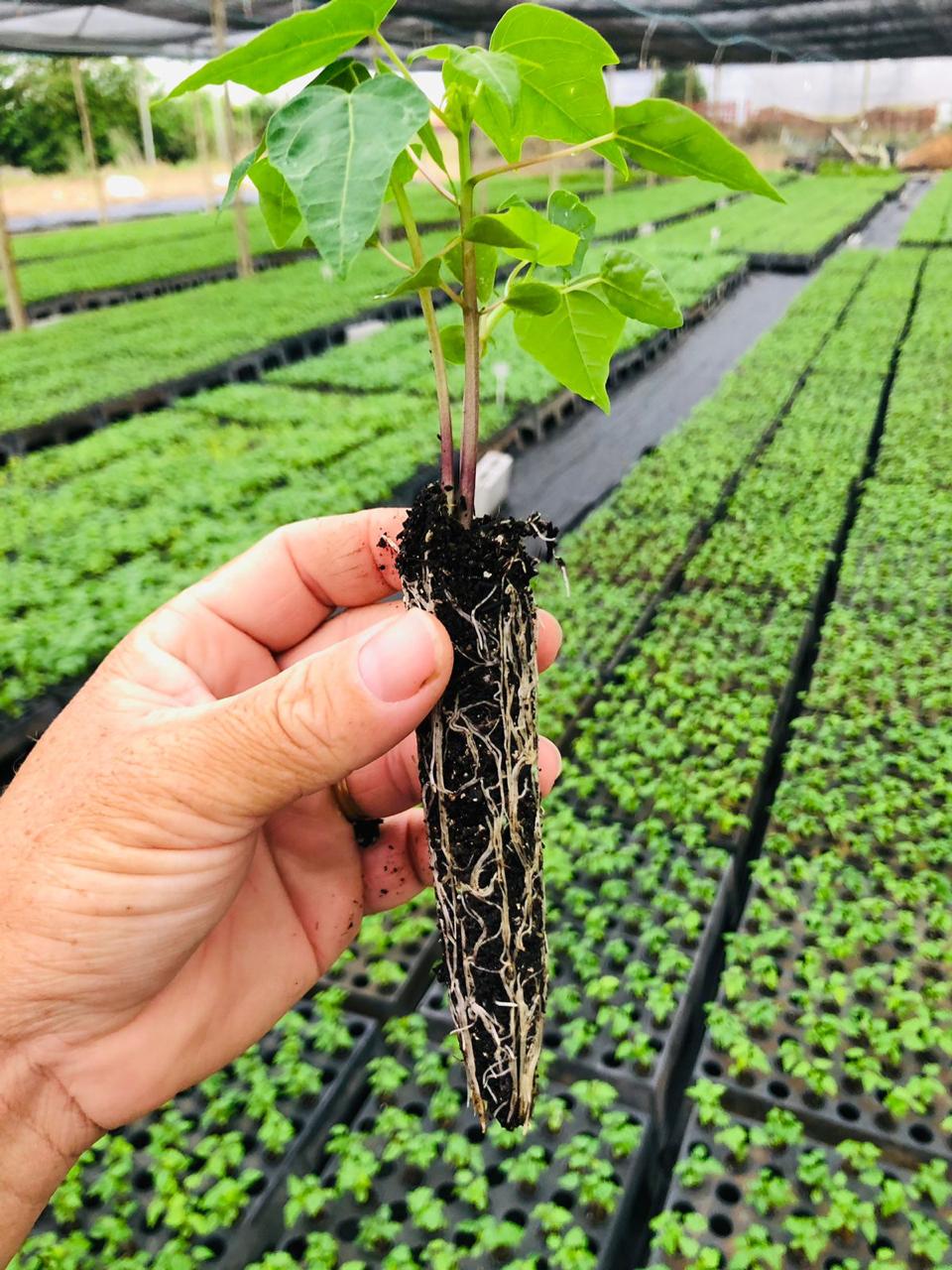 WhatsApp Image 2024-08-21 at 09.43.39.jpeg