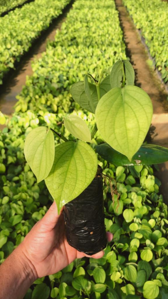 WhatsApp Image 2024-08-21 at 13.25.20 (1).jpeg